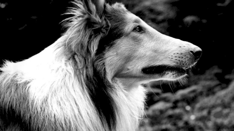 Lassie